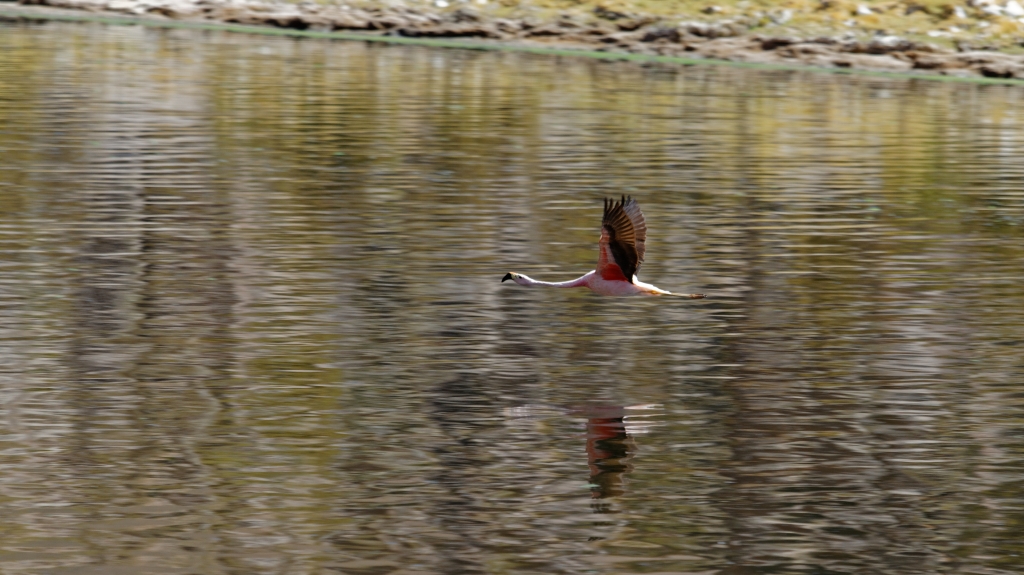 01 - Désert d'Atacama (38) - Rio Grande.jpg